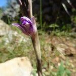 Limodorum trabutianum Blomst