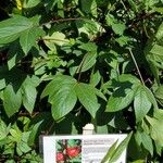 Hibiscus sabdariffa Blad