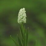 Chamaelirium luteum Fiore