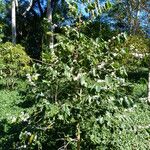 Coffea canephora Habitat