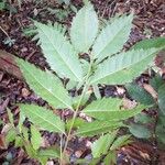 Crepidospermum goudotianum Hoja