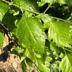 Betula nigra Leaf