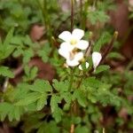 Cardamine graeca Feuille