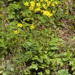 Helianthus atrorubens Habitus