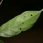 Siparuna poeppigii Leaf
