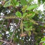 Hirtella paniculata Flor