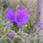 Echium creticum Flower