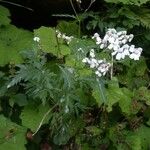 Achillea macrophylla Habitat