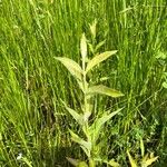 Lysimachia vulgarisLeaf