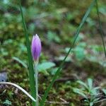 Colchicum cupanii 葉