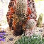 Echinocereus viridiflorus Агульны выгляд