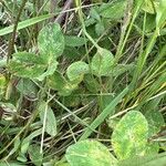 Trifolium ochroleucon Leaf