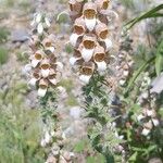 Digitalis lanata Flower