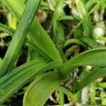 Albuca bracteata List