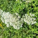 Oenanthe pimpinelloides Flower