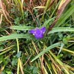 Tradescantia occidentalis Virág