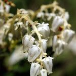 Leucothoe davisiae Fiore