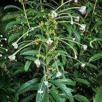 Clerodendrum indicum Flor