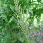 Paspalum paniculatum Gyümölcs