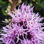 Liatris spicata 花