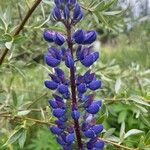 Lupinus perennis Blomma