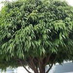 Ficus maclellandii Folla