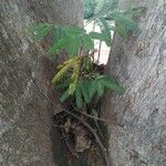 Albizia niopoides Leaf