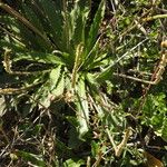Plantago serraria Hoja