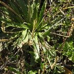 Plantago serraria Foglia