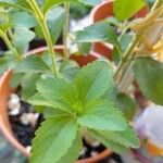 Stevia rebaudiana Ліст