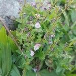 Scutellaria racemosa