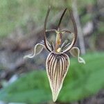 Scoliopus bigelovii Blüte