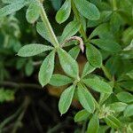 Galium verrucosum Leaf