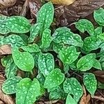 Pulmonaria saccharataHoja