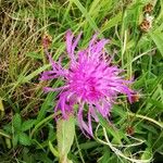 Centaurea jaceaफूल