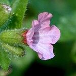 Pulmonaria officinalis 花