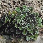 Saxifraga cotyledon 葉