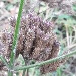 Verbena brasiliensis Fruit