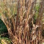 Schizachyrium scoparium Плод