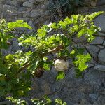 Solanum linnaeanum Ліст