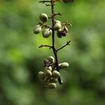 Lannea welwitschii Frucht