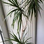 Dracaena reflexa Ліст