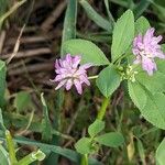 Trifolium resupinatum Flower