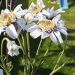 Achillea ptarmicaFlor