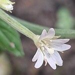 Epilobium roseum Flower