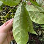 Buchanania sessifolia Blatt