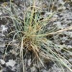 Festuca pallens Blad