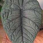 Alocasia melo