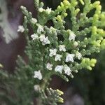 Juniperus phoeniceaFlor