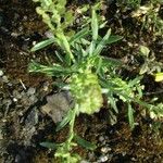 Lepidium ruderale Leaf